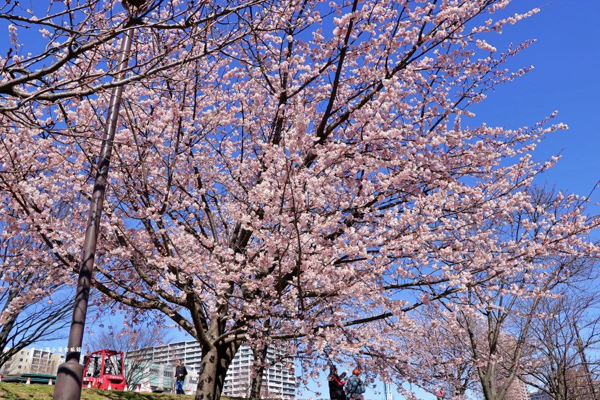 【東京南千住】汐入公園‧賞櫻就來汐入公園,河津櫻、寒緋櫻、大寒櫻、陽光櫻30種以上櫻花 - 第15張圖 【東京南千住】汐入公園‧賞櫻就來汐入公園,河津櫻、寒緋櫻、大寒櫻、陽光櫻30種以上櫻花