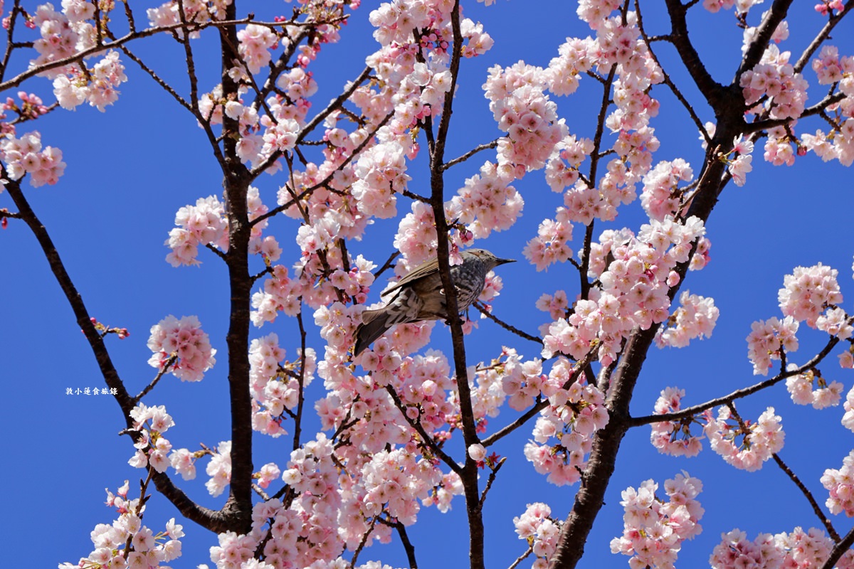 【東京南千住】汐入公園‧賞櫻就來汐入公園,河津櫻、寒緋櫻、大寒櫻、陽光櫻30種以上櫻花 - 第16張圖 【東京南千住】汐入公園‧賞櫻就來汐入公園,河津櫻、寒緋櫻、大寒櫻、陽光櫻30種以上櫻花