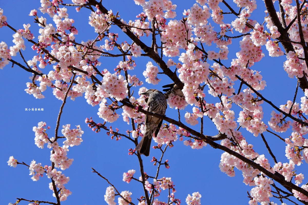 【東京南千住】汐入公園‧賞櫻就來汐入公園,河津櫻、寒緋櫻、大寒櫻、陽光櫻30種以上櫻花 - 第17張圖 【東京南千住】汐入公園‧賞櫻就來汐入公園,河津櫻、寒緋櫻、大寒櫻、陽光櫻30種以上櫻花