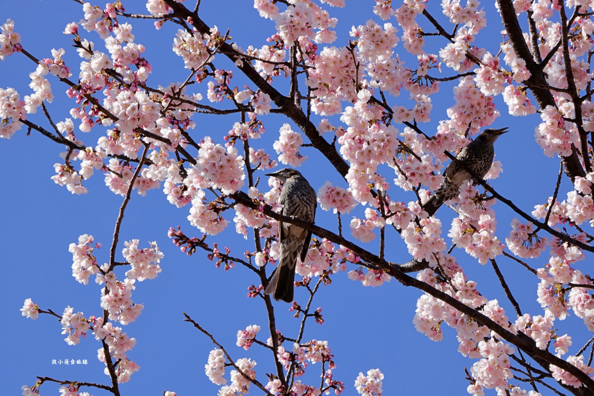 【東京南千住】汐入公園‧賞櫻就來汐入公園,河津櫻、寒緋櫻、大寒櫻、陽光櫻30種以上櫻花 - 第18張圖 【東京南千住】汐入公園‧賞櫻就來汐入公園,河津櫻、寒緋櫻、大寒櫻、陽光櫻30種以上櫻花