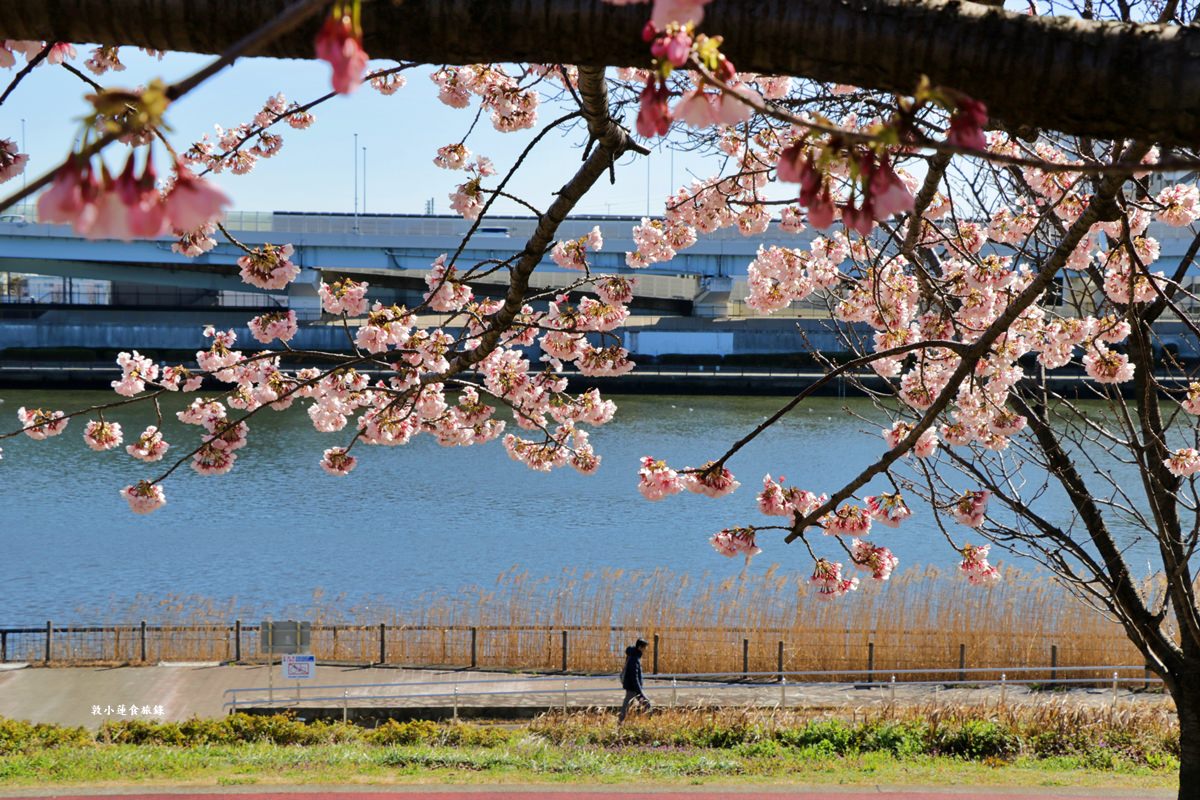 【東京南千住】汐入公園‧賞櫻就來汐入公園,河津櫻、寒緋櫻、大寒櫻、陽光櫻30種以上櫻花 - 第19張圖 【東京南千住】汐入公園‧賞櫻就來汐入公園,河津櫻、寒緋櫻、大寒櫻、陽光櫻30種以上櫻花