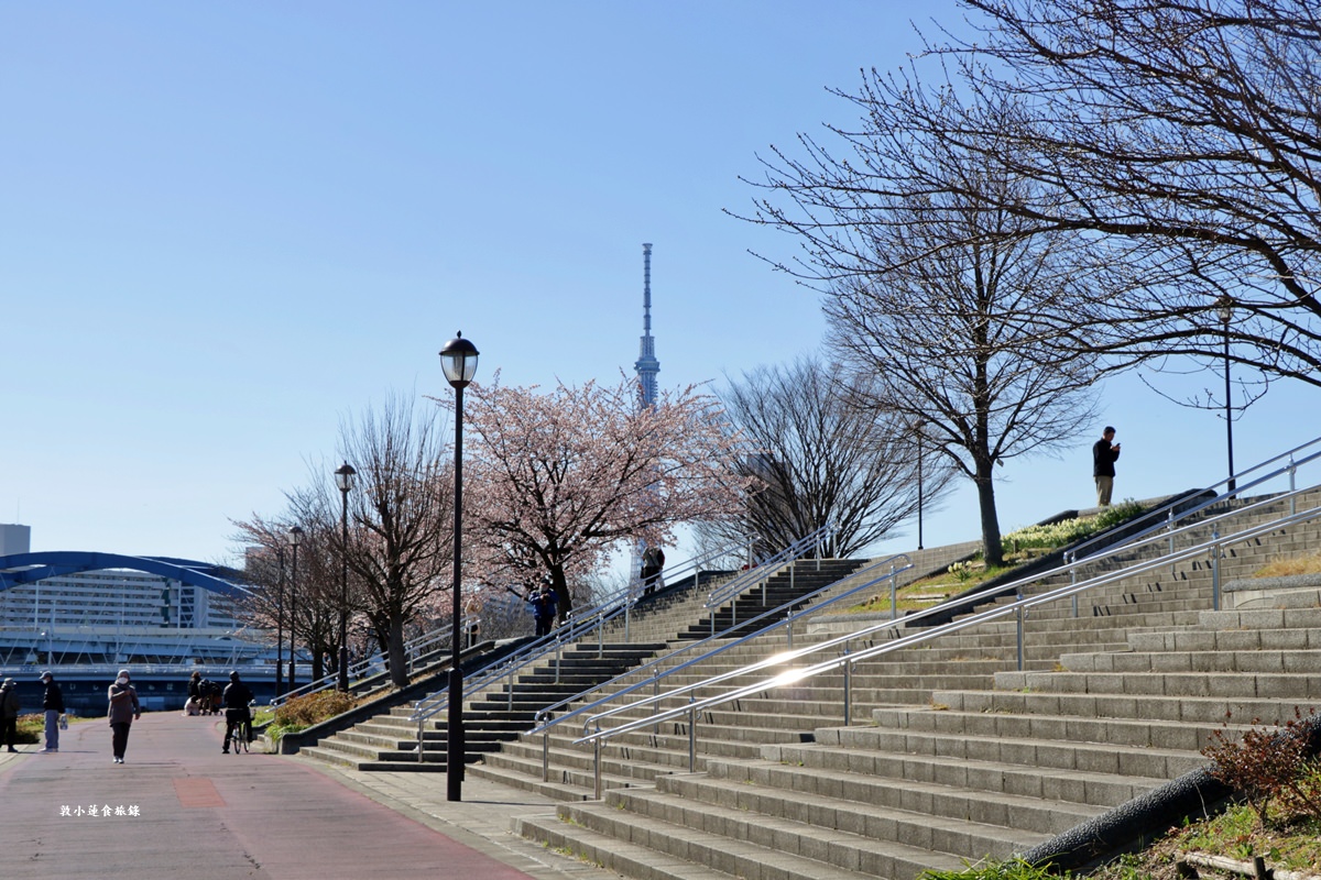 【東京南千住】汐入公園‧賞櫻就來汐入公園,河津櫻、寒緋櫻、大寒櫻、陽光櫻30種以上櫻花 - 第23張圖 【東京南千住】汐入公園‧賞櫻就來汐入公園,河津櫻、寒緋櫻、大寒櫻、陽光櫻30種以上櫻花