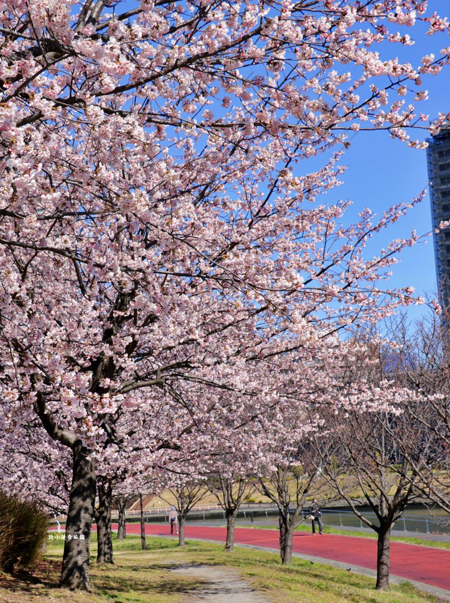 【東京南千住】汐入公園‧賞櫻就來汐入公園,河津櫻、寒緋櫻、大寒櫻、陽光櫻30種以上櫻花 - 第24張圖 【東京南千住】汐入公園‧賞櫻就來汐入公園,河津櫻、寒緋櫻、大寒櫻、陽光櫻30種以上櫻花