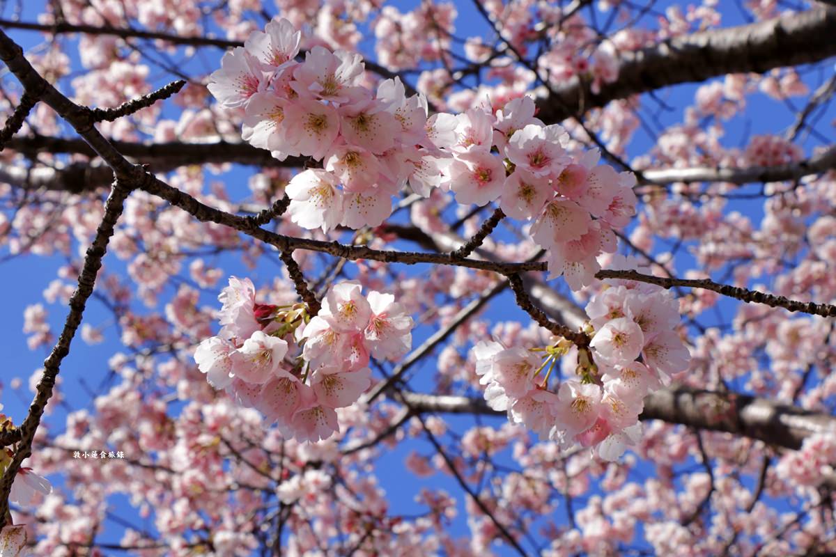 【東京南千住】汐入公園‧賞櫻就來汐入公園,河津櫻、寒緋櫻、大寒櫻、陽光櫻30種以上櫻花 - 第29張圖 【東京南千住】汐入公園‧賞櫻就來汐入公園,河津櫻、寒緋櫻、大寒櫻、陽光櫻30種以上櫻花