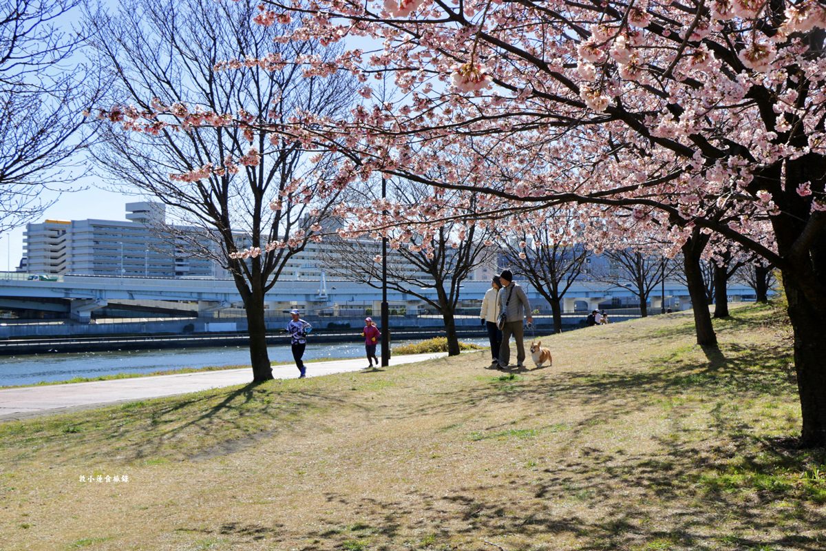 【東京南千住】汐入公園‧賞櫻就來汐入公園,河津櫻、寒緋櫻、大寒櫻、陽光櫻30種以上櫻花 - 第25張圖 【東京南千住】汐入公園‧賞櫻就來汐入公園,河津櫻、寒緋櫻、大寒櫻、陽光櫻30種以上櫻花