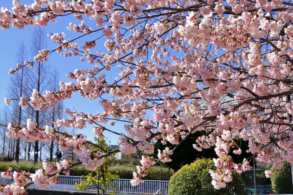 【東京南千住】汐入公園‧賞櫻就來汐入公園,河津櫻、寒緋櫻、大寒櫻、陽光櫻30種以上櫻花 - 第28張圖 【東京南千住】汐入公園‧賞櫻就來汐入公園,河津櫻、寒緋櫻、大寒櫻、陽光櫻30種以上櫻花