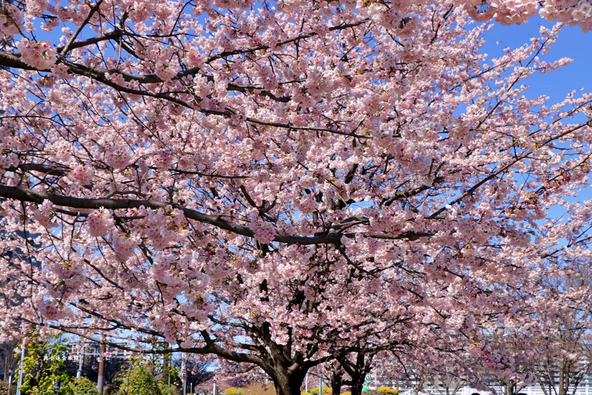 【東京南千住】汐入公園‧賞櫻就來汐入公園,河津櫻、寒緋櫻、大寒櫻、陽光櫻30種以上櫻花 - 第27張圖 【東京南千住】汐入公園‧賞櫻就來汐入公園,河津櫻、寒緋櫻、大寒櫻、陽光櫻30種以上櫻花