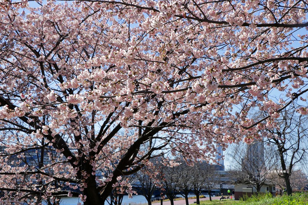 【東京南千住】汐入公園‧賞櫻就來汐入公園,河津櫻、寒緋櫻、大寒櫻、陽光櫻30種以上櫻花 - 第21張圖 【東京南千住】汐入公園‧賞櫻就來汐入公園,河津櫻、寒緋櫻、大寒櫻、陽光櫻30種以上櫻花