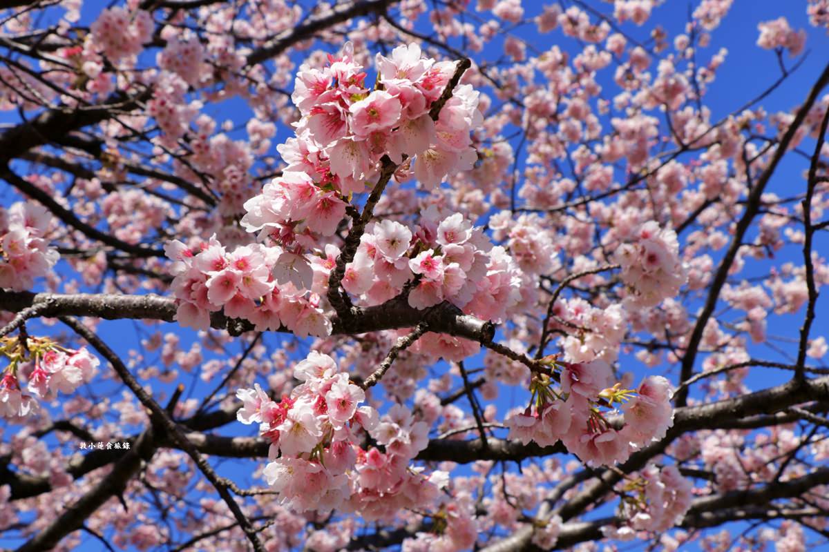 【東京南千住】汐入公園‧賞櫻就來汐入公園,河津櫻、寒緋櫻、大寒櫻、陽光櫻30種以上櫻花 - 第30張圖 【東京南千住】汐入公園‧賞櫻就來汐入公園,河津櫻、寒緋櫻、大寒櫻、陽光櫻30種以上櫻花