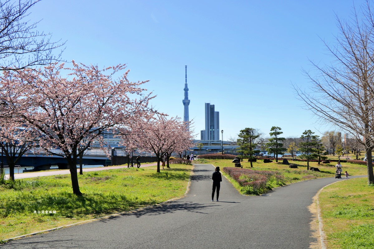 【東京南千住】汐入公園‧賞櫻就來汐入公園,河津櫻、寒緋櫻、大寒櫻、陽光櫻30種以上櫻花 - 第7張圖 【東京南千住】汐入公園‧賞櫻就來汐入公園,河津櫻、寒緋櫻、大寒櫻、陽光櫻30種以上櫻花