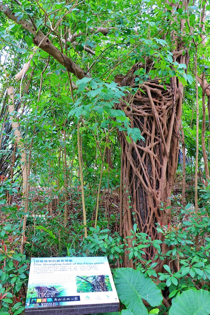 鳥松濕地公園‧自然生態教學為主的濕地公園,內有93種鳥類,喜愛鳥寶你絕不能錯過的生態公園 - 第13張圖 鳥松濕地公園‧自然生態教學為主的濕地公園,內有93種鳥類,喜愛鳥寶你絕不能錯過的生態公園