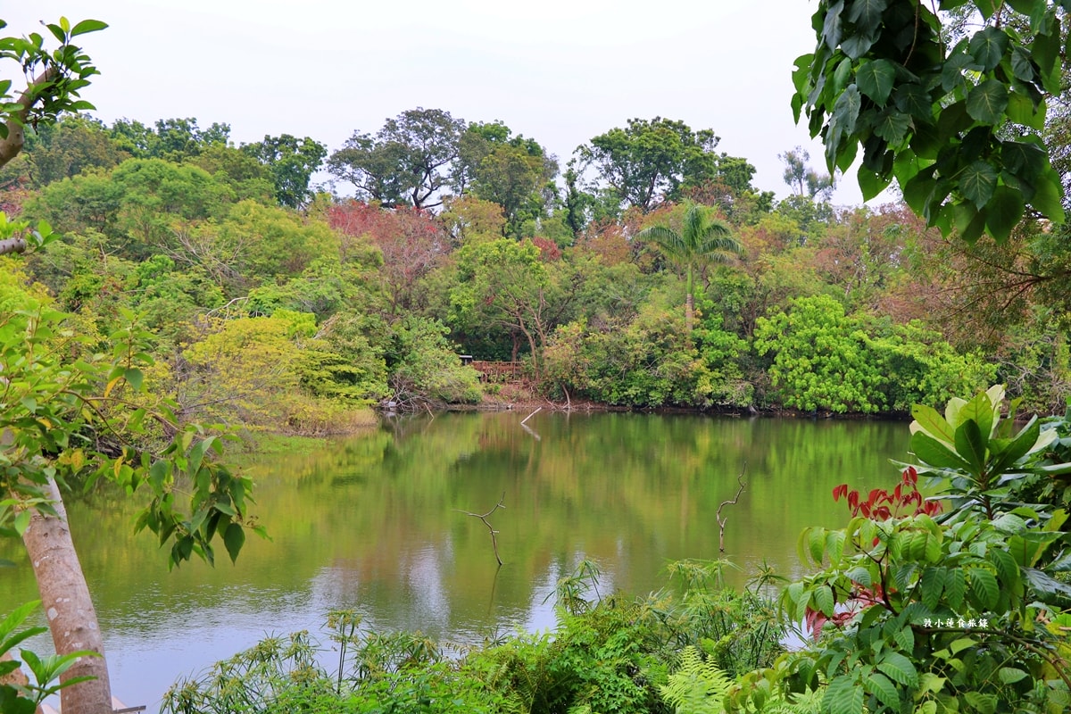 鳥松濕地公園‧自然生態教學為主的濕地公園,內有93種鳥類,喜愛鳥寶你絕不能錯過的生態公園 - 第14張圖 鳥松濕地公園‧自然生態教學為主的濕地公園,內有93種鳥類,喜愛鳥寶你絕不能錯過的生態公園