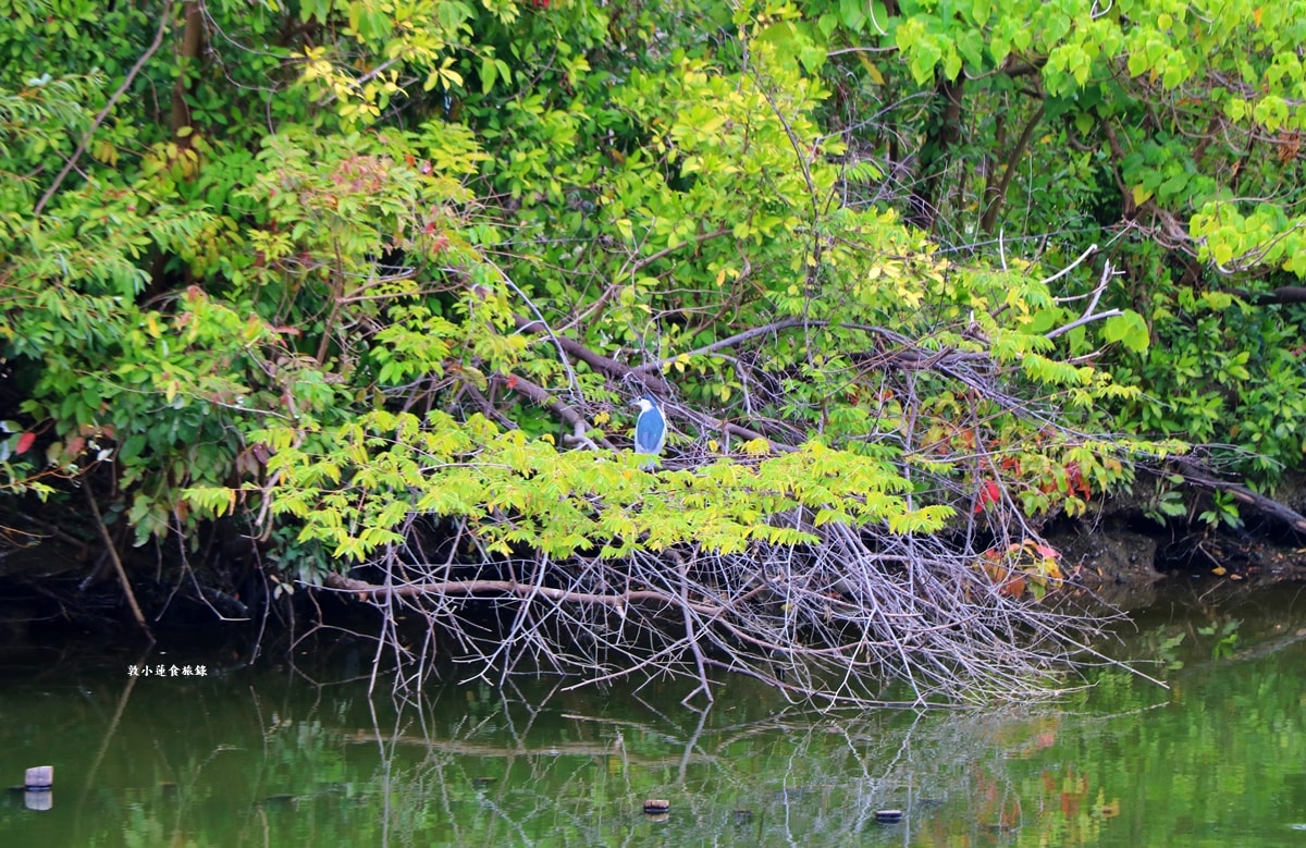 鳥松濕地公園‧自然生態教學為主的濕地公園,內有93種鳥類,喜愛鳥寶你絕不能錯過的生態公園 - 第15張圖 鳥松濕地公園‧自然生態教學為主的濕地公園,內有93種鳥類,喜愛鳥寶你絕不能錯過的生態公園