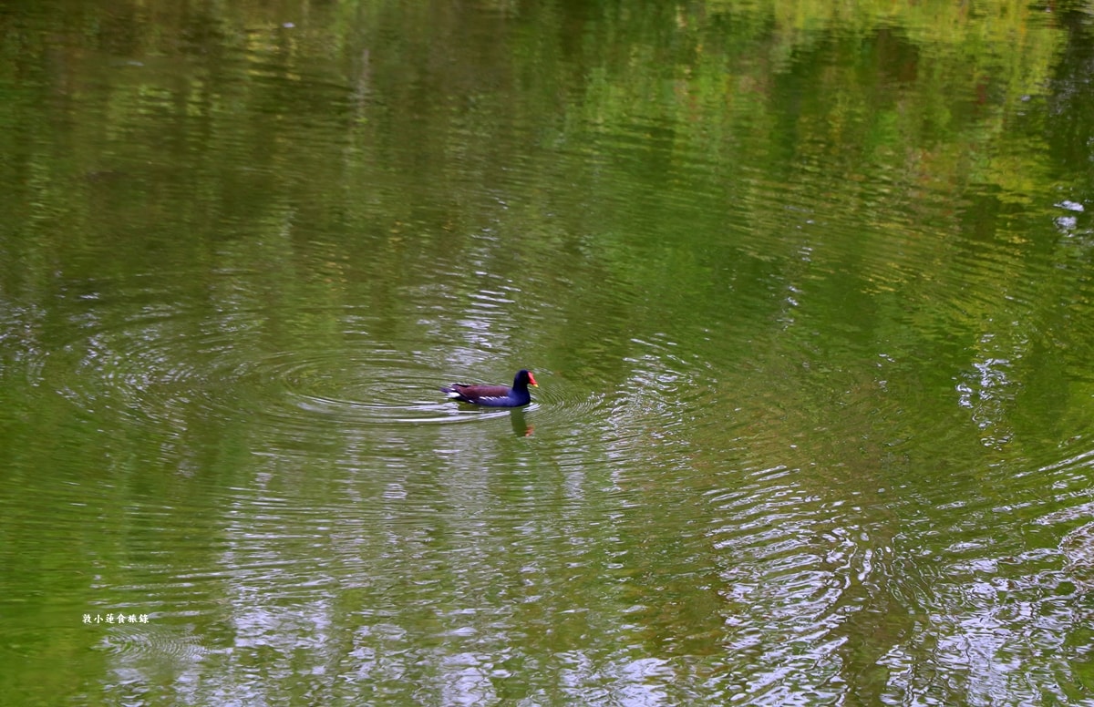 鳥松濕地公園‧自然生態教學為主的濕地公園,內有93種鳥類,喜愛鳥寶你絕不能錯過的生態公園 - 第17張圖 鳥松濕地公園‧自然生態教學為主的濕地公園,內有93種鳥類,喜愛鳥寶你絕不能錯過的生態公園