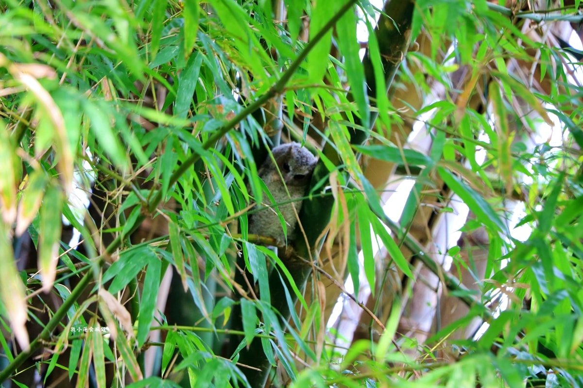 鳥松濕地公園‧自然生態教學為主的濕地公園,內有93種鳥類,喜愛鳥寶你絕不能錯過的生態公園 - 第35張圖 鳥松濕地公園‧自然生態教學為主的濕地公園,內有93種鳥類,喜愛鳥寶你絕不能錯過的生態公園