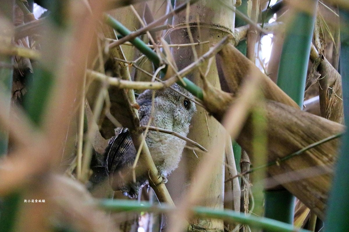 鳥松濕地公園‧自然生態教學為主的濕地公園,內有93種鳥類,喜愛鳥寶你絕不能錯過的生態公園 - 第30張圖 鳥松濕地公園‧自然生態教學為主的濕地公園,內有93種鳥類,喜愛鳥寶你絕不能錯過的生態公園