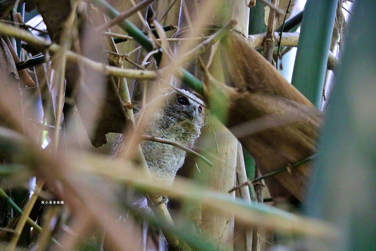 鳥松濕地公園‧自然生態教學為主的濕地公園,內有93種鳥類,喜愛鳥寶你絕不能錯過的生態公園 - 第34張圖 鳥松濕地公園‧自然生態教學為主的濕地公園,內有93種鳥類,喜愛鳥寶你絕不能錯過的生態公園