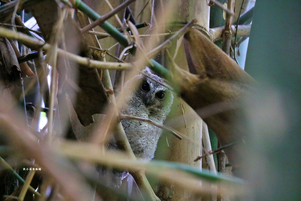 鳥松濕地公園‧自然生態教學為主的濕地公園,內有93種鳥類,喜愛鳥寶你絕不能錯過的生態公園 - 第31張圖 鳥松濕地公園‧自然生態教學為主的濕地公園,內有93種鳥類,喜愛鳥寶你絕不能錯過的生態公園