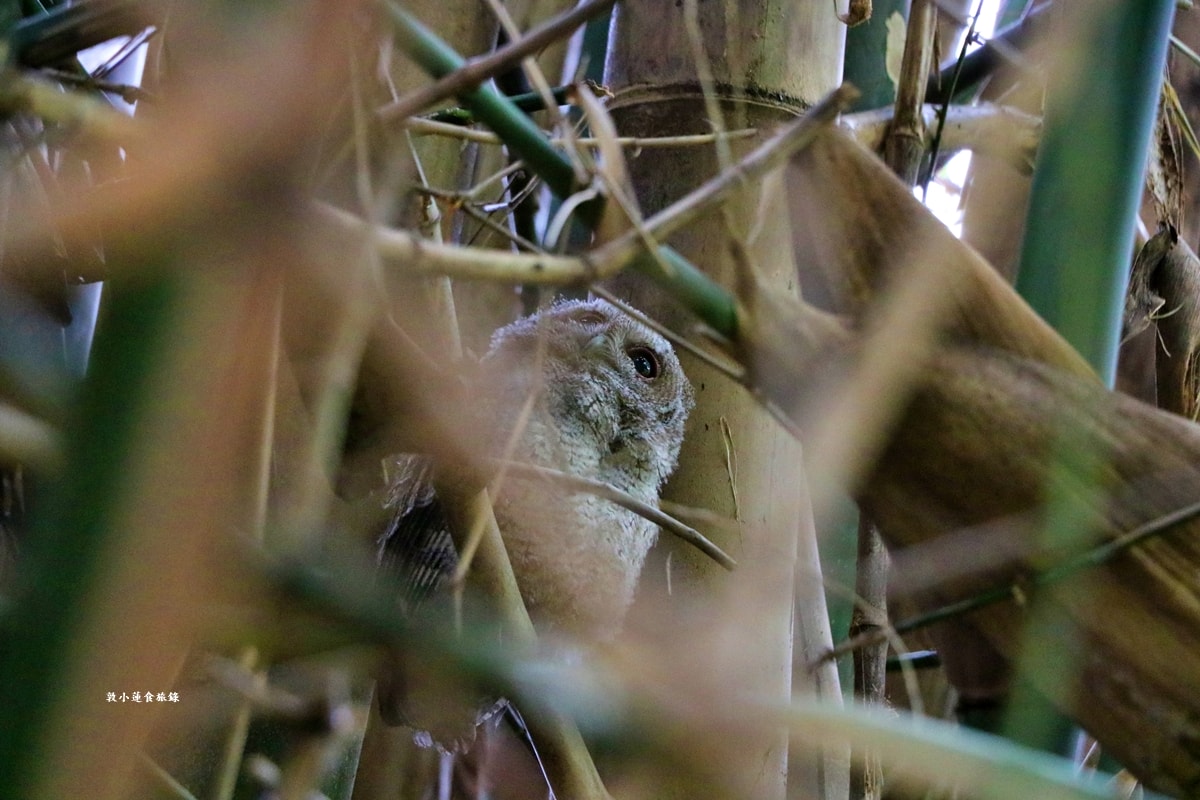 鳥松濕地公園‧自然生態教學為主的濕地公園,內有93種鳥類,喜愛鳥寶你絕不能錯過的生態公園 - 第33張圖 鳥松濕地公園‧自然生態教學為主的濕地公園,內有93種鳥類,喜愛鳥寶你絕不能錯過的生態公園