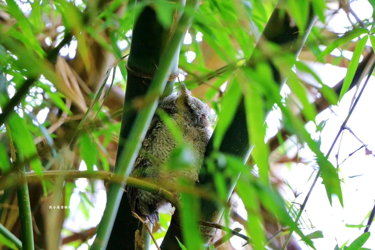 鳥松濕地公園‧自然生態教學為主的濕地公園,內有93種鳥類,喜愛鳥寶你絕不能錯過的生態公園 - 第37張圖 鳥松濕地公園‧自然生態教學為主的濕地公園,內有93種鳥類,喜愛鳥寶你絕不能錯過的生態公園