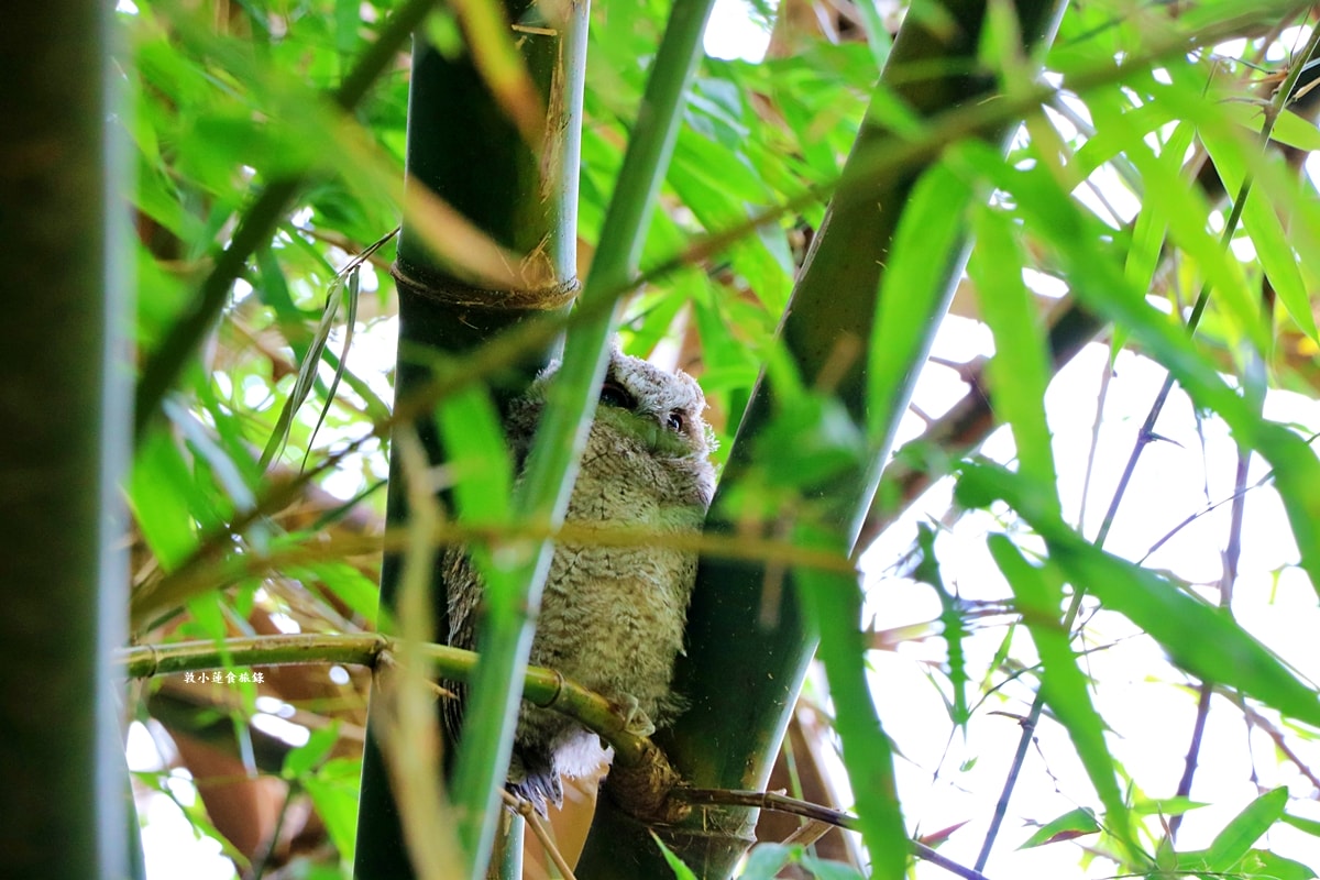 鳥松濕地公園‧自然生態教學為主的濕地公園,內有93種鳥類,喜愛鳥寶你絕不能錯過的生態公園 - 第39張圖 鳥松濕地公園‧自然生態教學為主的濕地公園,內有93種鳥類,喜愛鳥寶你絕不能錯過的生態公園