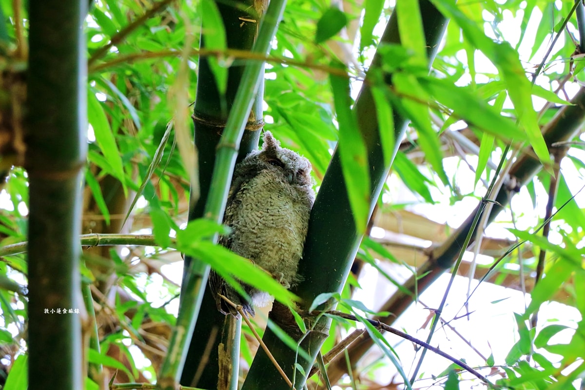 鳥松濕地公園‧自然生態教學為主的濕地公園,內有93種鳥類,喜愛鳥寶你絕不能錯過的生態公園 - 第1張圖 鳥松濕地公園‧自然生態教學為主的濕地公園,內有93種鳥類,喜愛鳥寶你絕不能錯過的生態公園