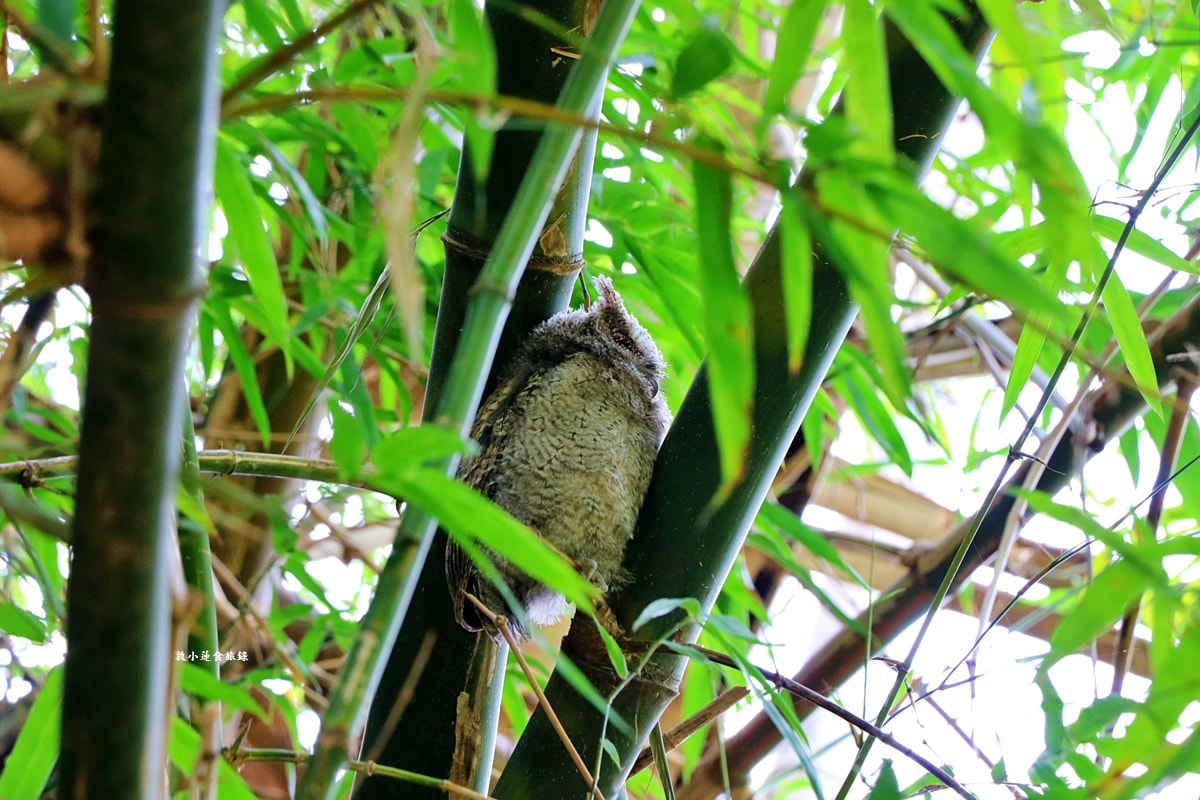 鳥松濕地公園‧自然生態教學為主的濕地公園,內有93種鳥類,喜愛鳥寶你絕不能錯過的生態公園 - 第38張圖 鳥松濕地公園‧自然生態教學為主的濕地公園,內有93種鳥類,喜愛鳥寶你絕不能錯過的生態公園