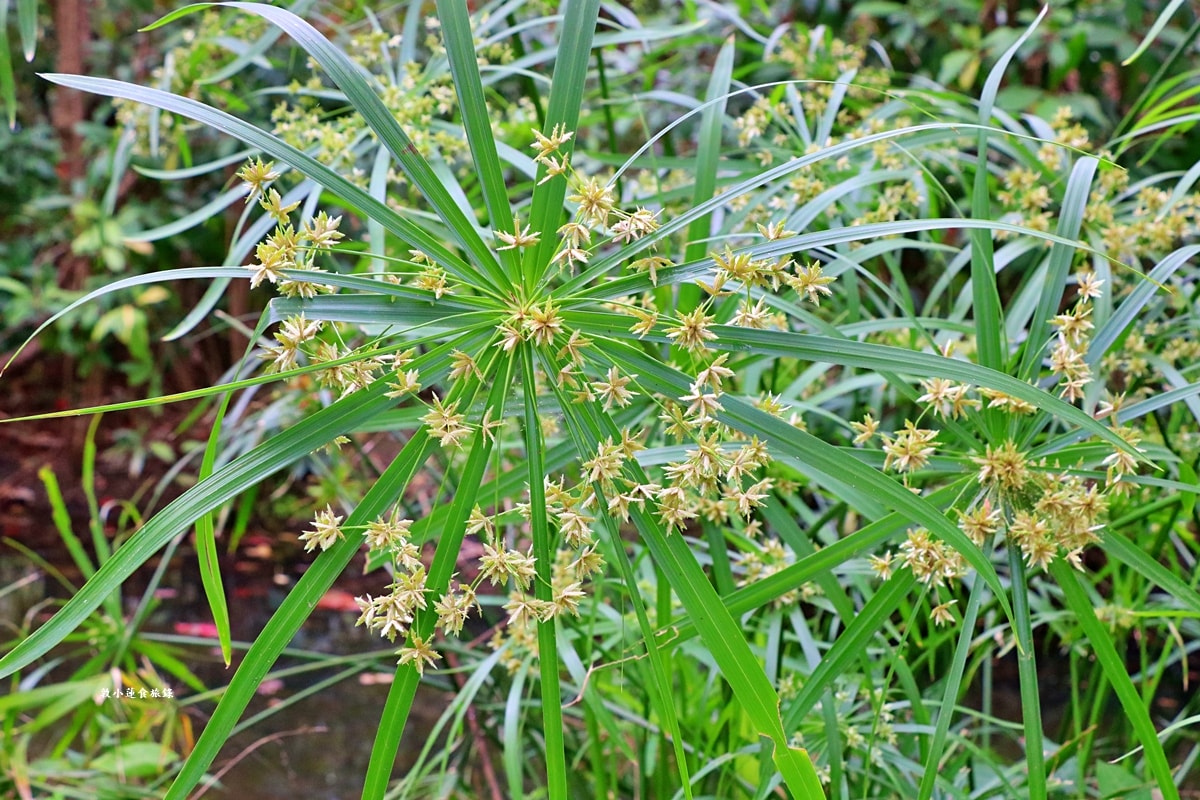鳥松濕地公園‧自然生態教學為主的濕地公園,內有93種鳥類,喜愛鳥寶你絕不能錯過的生態公園 - 第57張圖 鳥松濕地公園‧自然生態教學為主的濕地公園,內有93種鳥類,喜愛鳥寶你絕不能錯過的生態公園