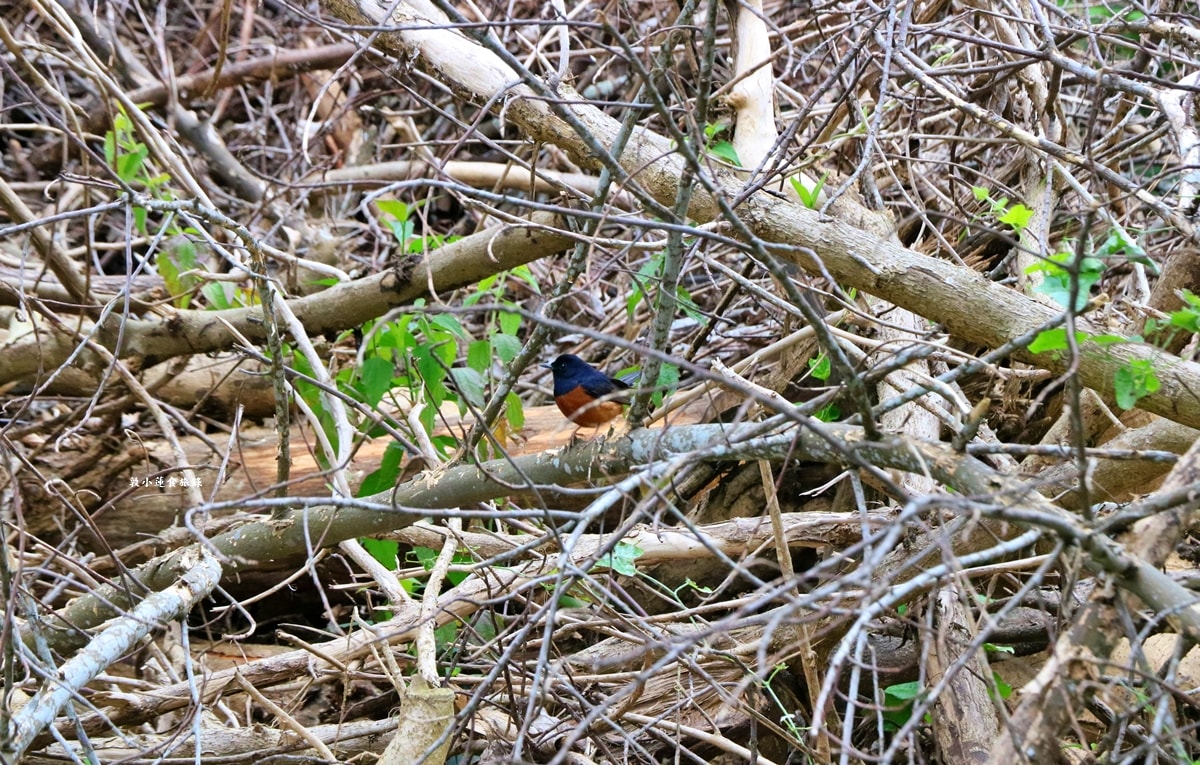 鳥松濕地公園‧自然生態教學為主的濕地公園,內有93種鳥類,喜愛鳥寶你絕不能錯過的生態公園 - 第18張圖 鳥松濕地公園‧自然生態教學為主的濕地公園,內有93種鳥類,喜愛鳥寶你絕不能錯過的生態公園