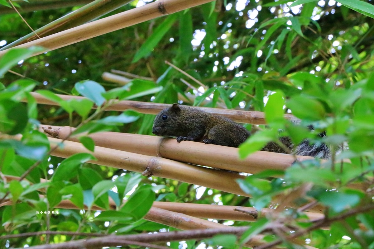 鳥松濕地公園‧自然生態教學為主的濕地公園,內有93種鳥類,喜愛鳥寶你絕不能錯過的生態公園 - 第73張圖 鳥松濕地公園‧自然生態教學為主的濕地公園,內有93種鳥類,喜愛鳥寶你絕不能錯過的生態公園