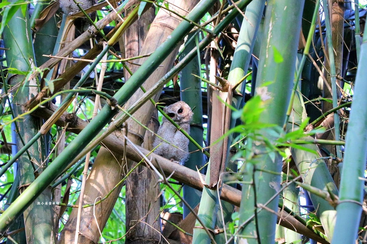 鳥松濕地公園‧自然生態教學為主的濕地公園,內有93種鳥類,喜愛鳥寶你絕不能錯過的生態公園 - 第25張圖 鳥松濕地公園‧自然生態教學為主的濕地公園,內有93種鳥類,喜愛鳥寶你絕不能錯過的生態公園