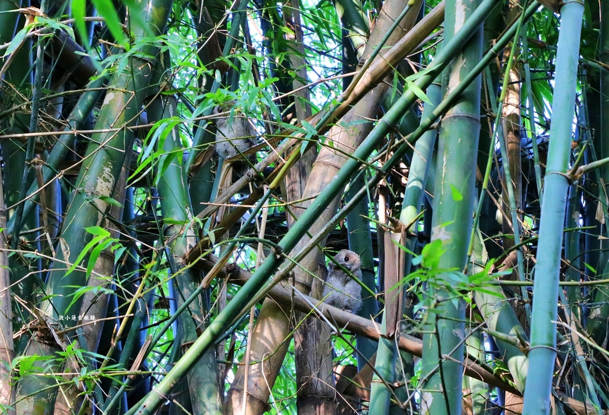 鳥松濕地公園‧自然生態教學為主的濕地公園,內有93種鳥類,喜愛鳥寶你絕不能錯過的生態公園 - 第24張圖 鳥松濕地公園‧自然生態教學為主的濕地公園,內有93種鳥類,喜愛鳥寶你絕不能錯過的生態公園