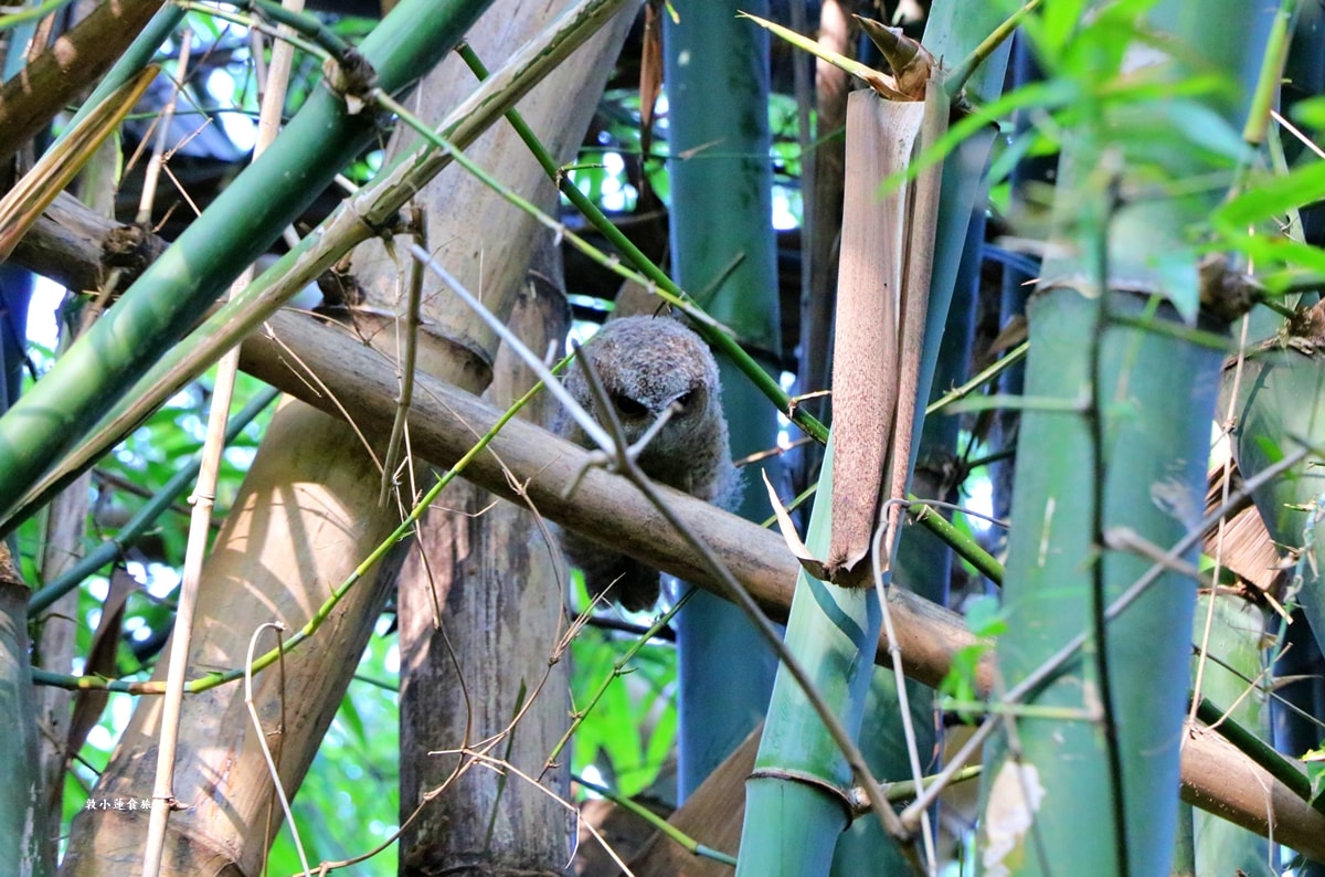 鳥松濕地公園‧自然生態教學為主的濕地公園,內有93種鳥類,喜愛鳥寶你絕不能錯過的生態公園 - 第26張圖 鳥松濕地公園‧自然生態教學為主的濕地公園,內有93種鳥類,喜愛鳥寶你絕不能錯過的生態公園