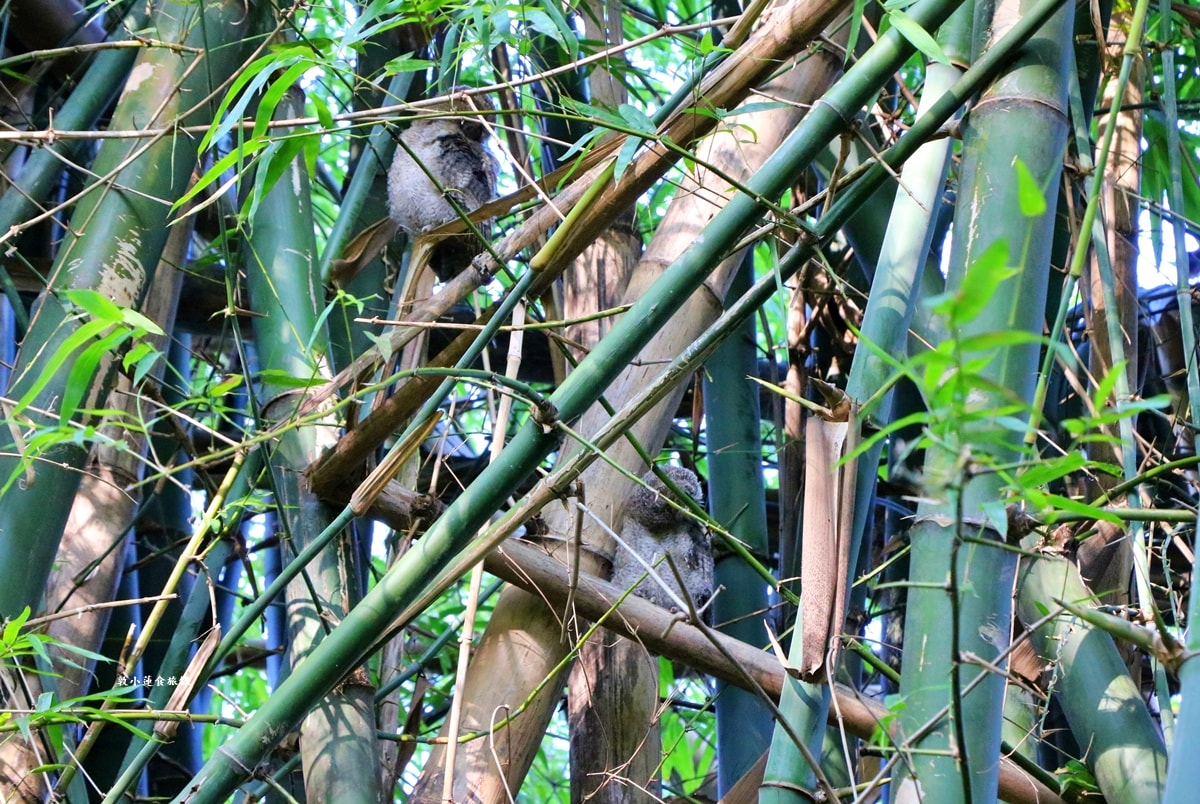 鳥松濕地公園‧自然生態教學為主的濕地公園,內有93種鳥類,喜愛鳥寶你絕不能錯過的生態公園 - 第23張圖 鳥松濕地公園‧自然生態教學為主的濕地公園,內有93種鳥類,喜愛鳥寶你絕不能錯過的生態公園