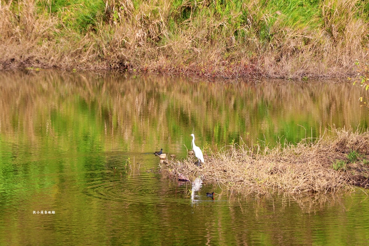 鳥松濕地公園‧自然生態教學為主的濕地公園,內有93種鳥類,喜愛鳥寶你絕不能錯過的生態公園 - 第16張圖 鳥松濕地公園‧自然生態教學為主的濕地公園,內有93種鳥類,喜愛鳥寶你絕不能錯過的生態公園
