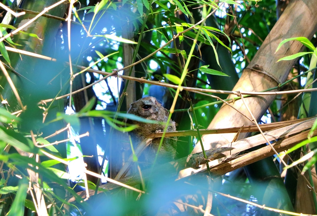 鳥松濕地公園‧自然生態教學為主的濕地公園,內有93種鳥類,喜愛鳥寶你絕不能錯過的生態公園 - 第28張圖 鳥松濕地公園‧自然生態教學為主的濕地公園,內有93種鳥類,喜愛鳥寶你絕不能錯過的生態公園