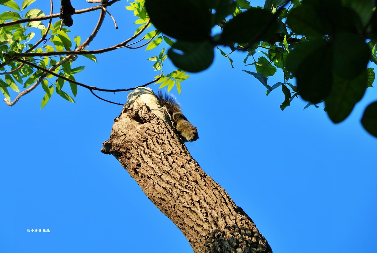 鳥松濕地公園‧自然生態教學為主的濕地公園,內有93種鳥類,喜愛鳥寶你絕不能錯過的生態公園 - 第74張圖 鳥松濕地公園‧自然生態教學為主的濕地公園,內有93種鳥類,喜愛鳥寶你絕不能錯過的生態公園