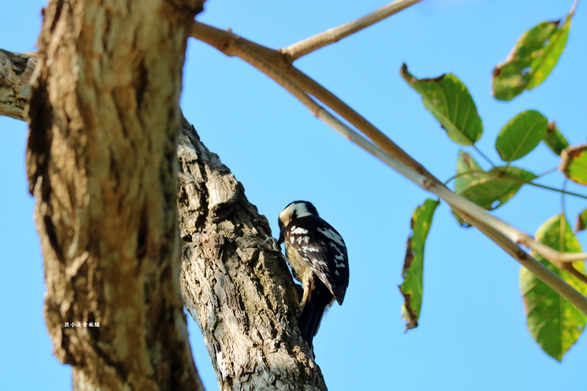 鳥松濕地公園‧自然生態教學為主的濕地公園,內有93種鳥類,喜愛鳥寶你絕不能錯過的生態公園 - 第19張圖 鳥松濕地公園‧自然生態教學為主的濕地公園,內有93種鳥類,喜愛鳥寶你絕不能錯過的生態公園