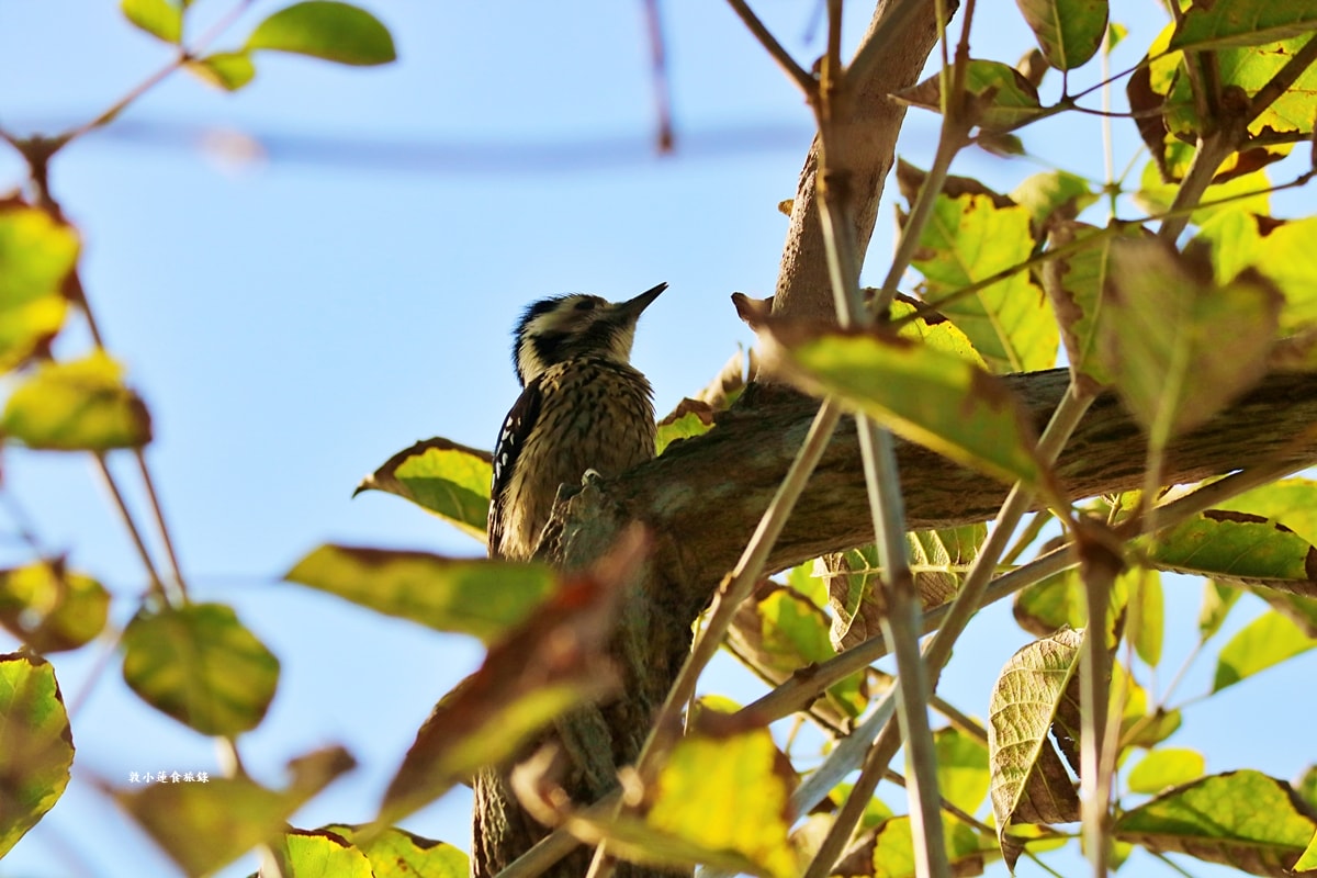 鳥松濕地公園‧自然生態教學為主的濕地公園,內有93種鳥類,喜愛鳥寶你絕不能錯過的生態公園 - 第20張圖 鳥松濕地公園‧自然生態教學為主的濕地公園,內有93種鳥類,喜愛鳥寶你絕不能錯過的生態公園