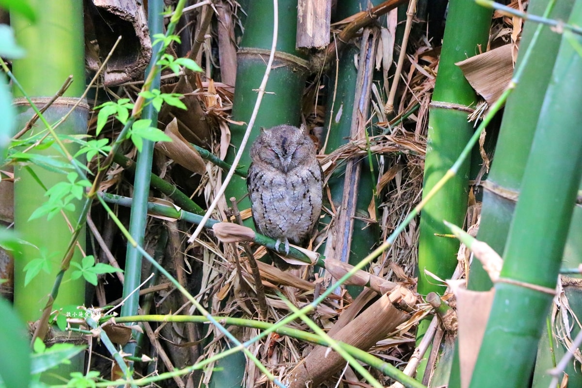 鳥松濕地公園‧自然生態教學為主的濕地公園,內有93種鳥類,喜愛鳥寶你絕不能錯過的生態公園 - 第40張圖 鳥松濕地公園‧自然生態教學為主的濕地公園,內有93種鳥類,喜愛鳥寶你絕不能錯過的生態公園