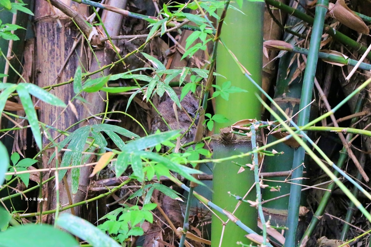 鳥松濕地公園‧自然生態教學為主的濕地公園,內有93種鳥類,喜愛鳥寶你絕不能錯過的生態公園 - 第41張圖 鳥松濕地公園‧自然生態教學為主的濕地公園,內有93種鳥類,喜愛鳥寶你絕不能錯過的生態公園