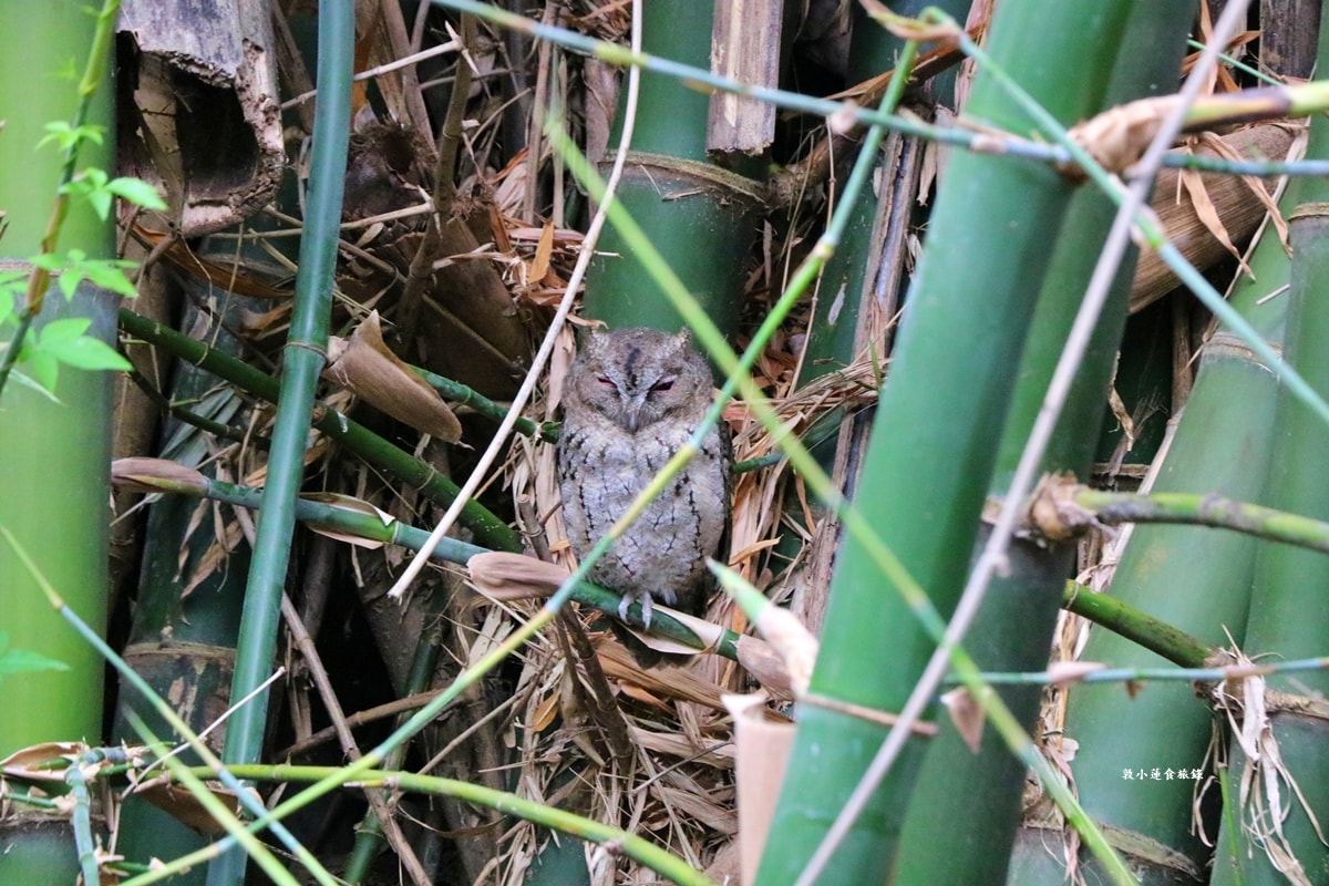 鳥松濕地公園‧自然生態教學為主的濕地公園,內有93種鳥類,喜愛鳥寶你絕不能錯過的生態公園 - 第42張圖 鳥松濕地公園‧自然生態教學為主的濕地公園,內有93種鳥類,喜愛鳥寶你絕不能錯過的生態公園