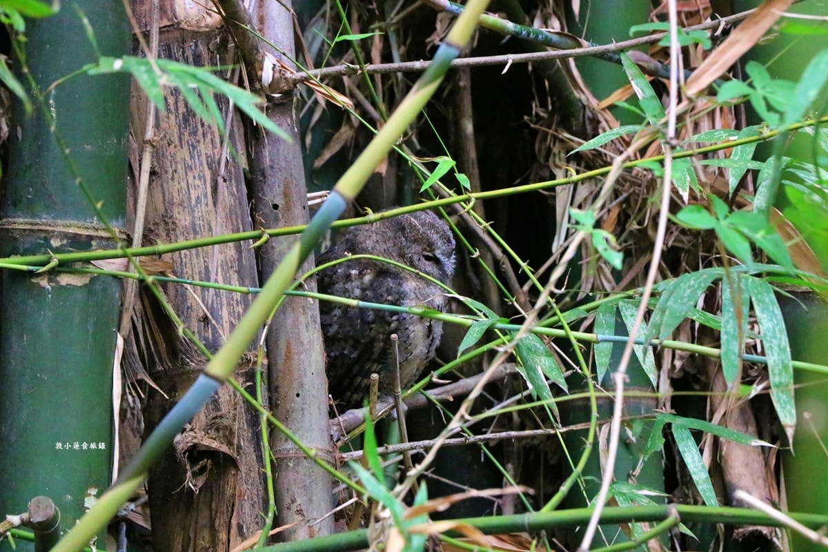 鳥松濕地公園‧自然生態教學為主的濕地公園,內有93種鳥類,喜愛鳥寶你絕不能錯過的生態公園 - 第43張圖 鳥松濕地公園‧自然生態教學為主的濕地公園,內有93種鳥類,喜愛鳥寶你絕不能錯過的生態公園