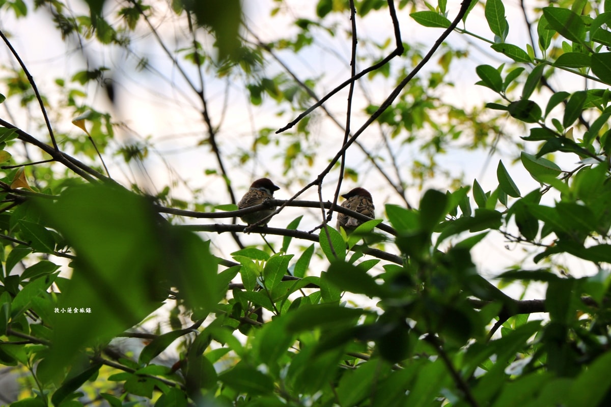鳥松濕地公園‧自然生態教學為主的濕地公園,內有93種鳥類,喜愛鳥寶你絕不能錯過的生態公園 - 第21張圖 鳥松濕地公園‧自然生態教學為主的濕地公園,內有93種鳥類,喜愛鳥寶你絕不能錯過的生態公園
