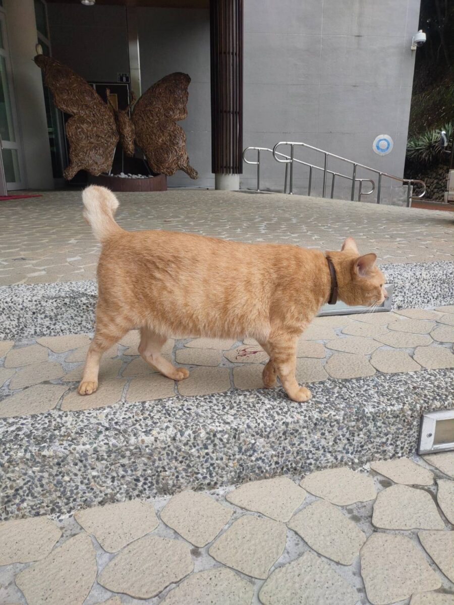 竹石園生態渡假會館‧賞螢最佳會館,多元生態竹類、昆蟲花卉鳥類聚集園區,森林中的瑰寶生態旅遊園地 - 第38張圖 竹石園生態渡假會館‧賞螢最佳會館,多元生態竹類、昆蟲花卉鳥類聚集園區,森林中的瑰寶生態旅遊園地