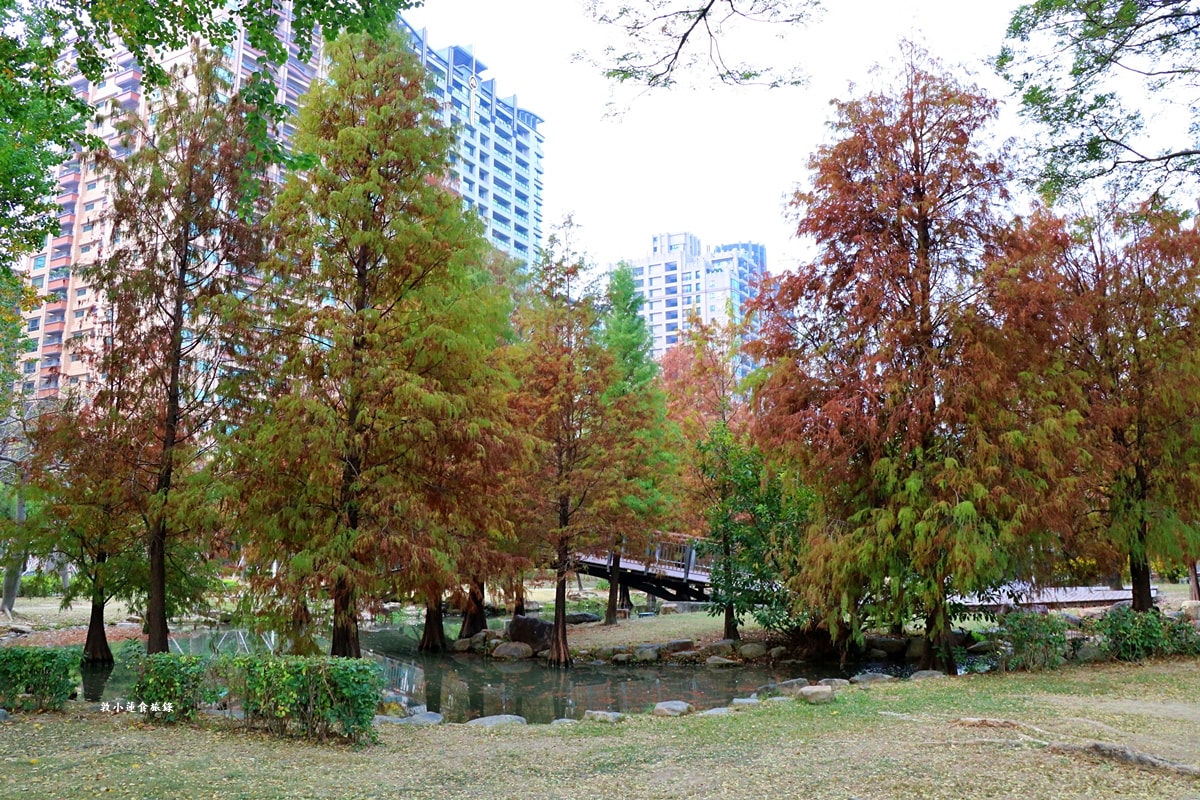 凹子底森林公園‧冬季限定美景落羽松,綠、黃、橘紅色交織,數十種鳥類聚集,捷運凹子底站即到!! - 第7張圖 凹子底森林公園‧冬季限定美景落羽松,綠、黃、橘紅色交織,數十種鳥類聚集,捷運凹子底站即到!!