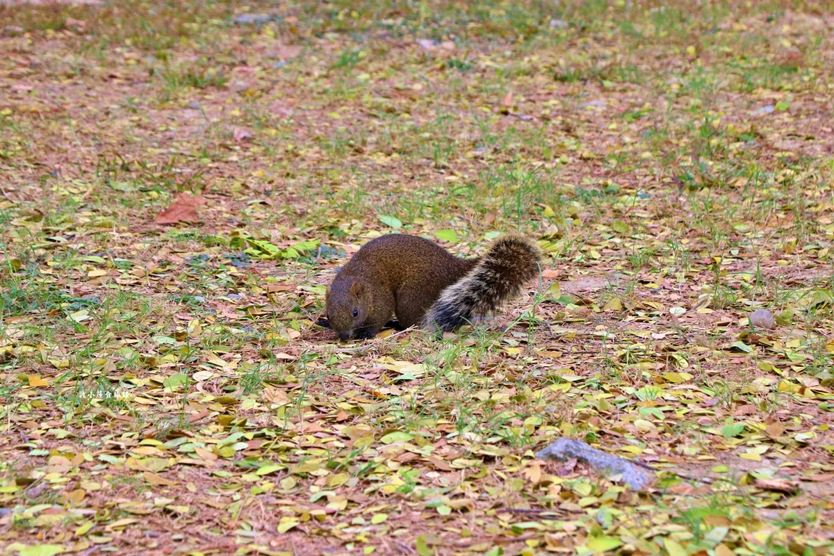 凹子底森林公園‧冬季限定美景落羽松,綠、黃、橘紅色交織,數十種鳥類聚集,捷運凹子底站即到!! - 第8張圖 凹子底森林公園‧冬季限定美景落羽松,綠、黃、橘紅色交織,數十種鳥類聚集,捷運凹子底站即到!!