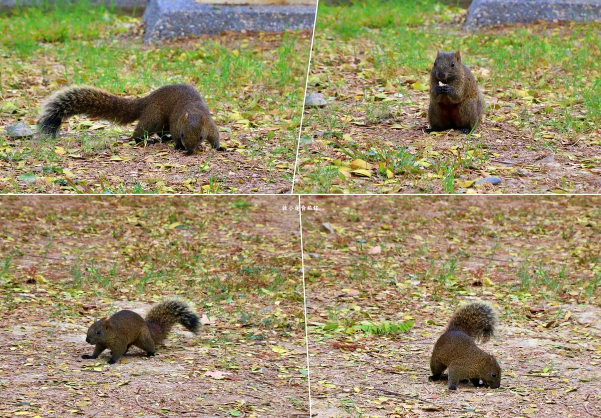 凹子底森林公園‧冬季限定美景落羽松,綠、黃、橘紅色交織,數十種鳥類聚集,捷運凹子底站即到!! - 第9張圖 凹子底森林公園‧冬季限定美景落羽松,綠、黃、橘紅色交織,數十種鳥類聚集,捷運凹子底站即到!!