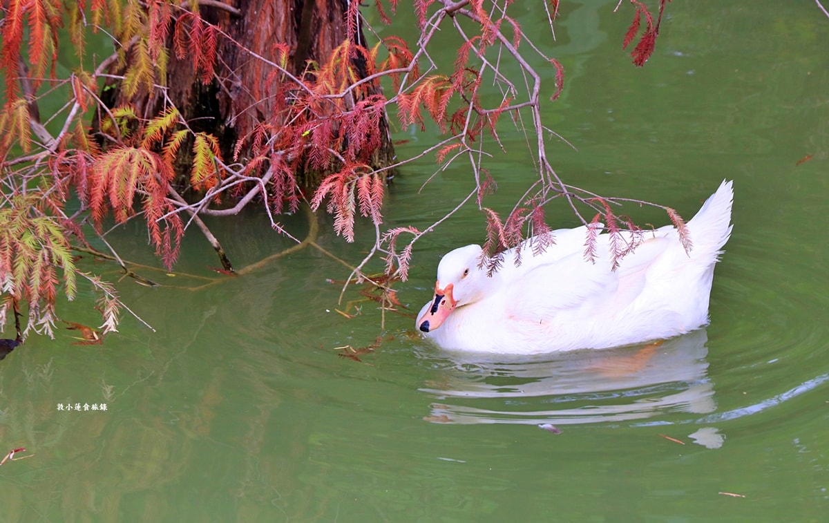 凹子底森林公園‧冬季限定美景落羽松,綠、黃、橘紅色交織,數十種鳥類聚集,捷運凹子底站即到!! - 第13張圖 凹子底森林公園‧冬季限定美景落羽松,綠、黃、橘紅色交織,數十種鳥類聚集,捷運凹子底站即到!!