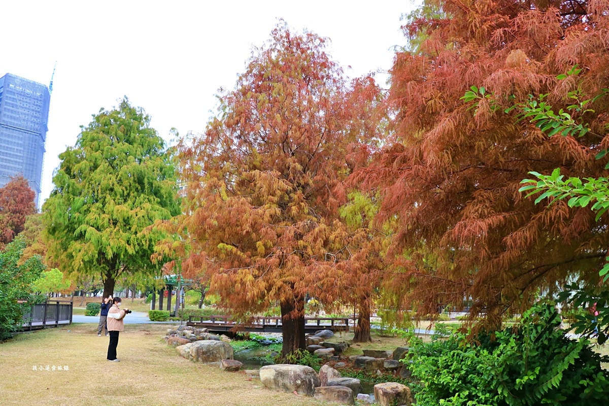 凹子底森林公園‧冬季限定美景落羽松,綠、黃、橘紅色交織,數十種鳥類聚集,捷運凹子底站即到!! - 第12張圖 凹子底森林公園‧冬季限定美景落羽松,綠、黃、橘紅色交織,數十種鳥類聚集,捷運凹子底站即到!!